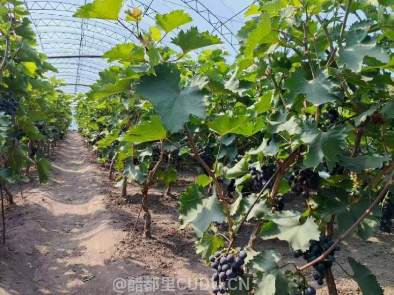 自己家的早黑宝葡萄下来了 5元一斤
